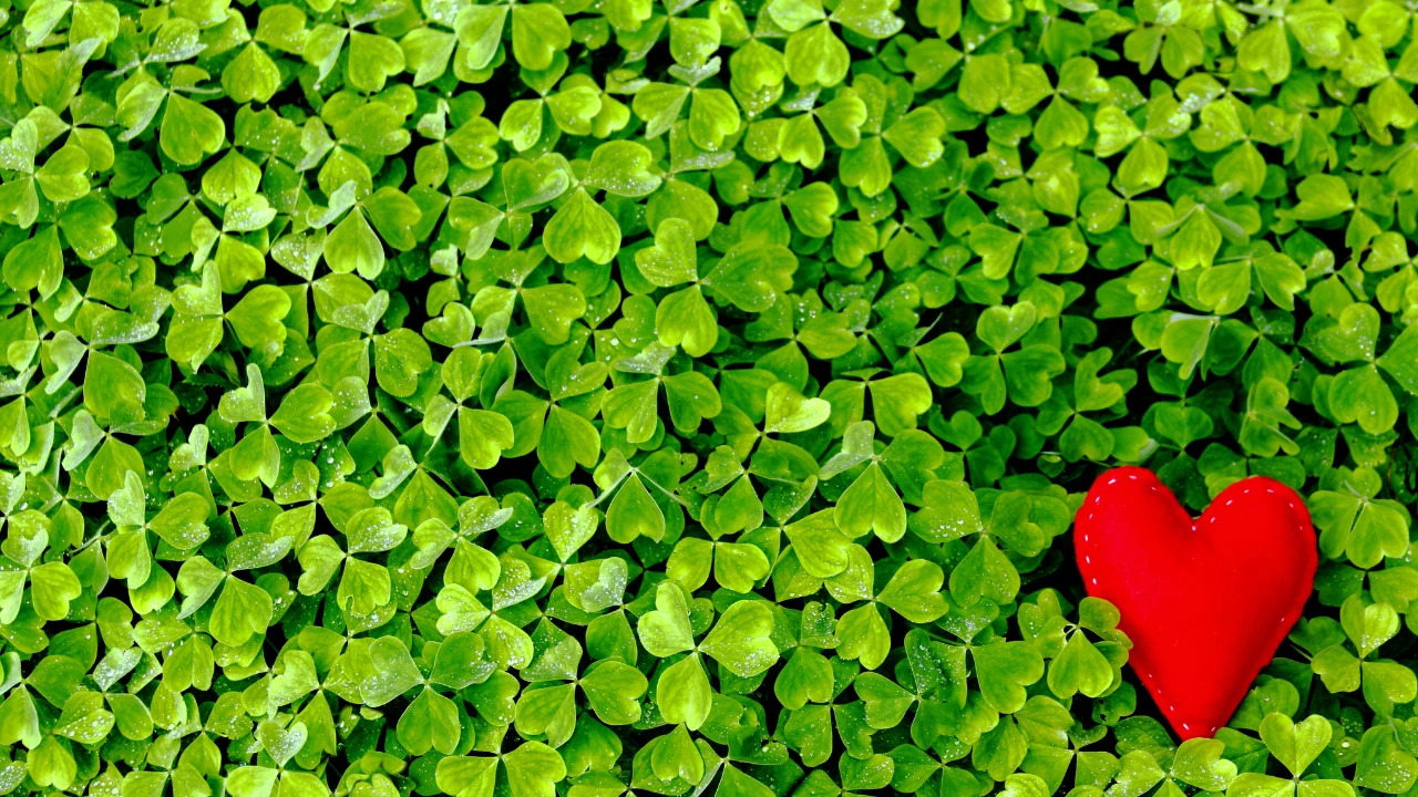 A bed of green four leaf clovers with a red heart in the middle.