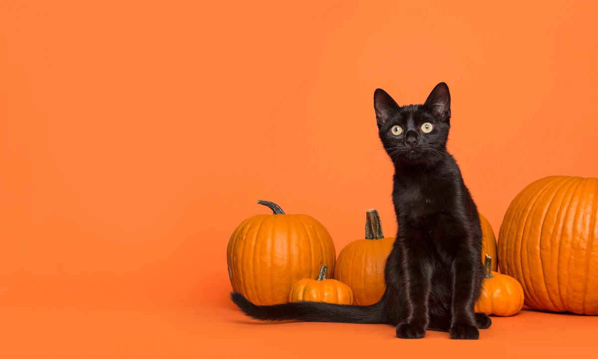 A black cat sitting next to pumpkins on an orange background.