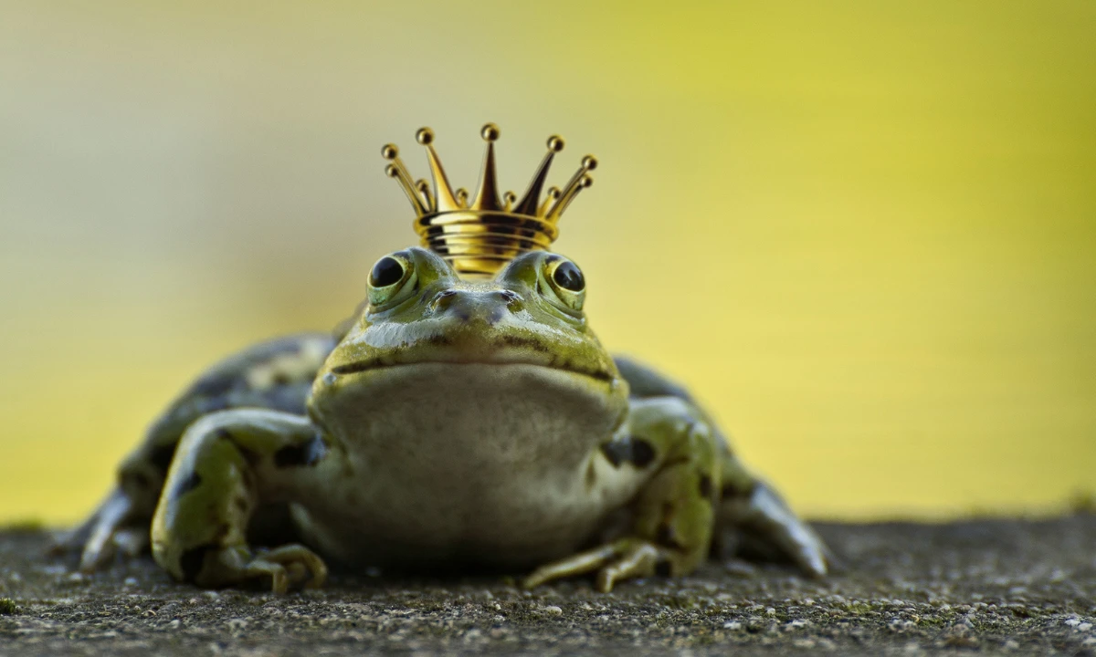 A frog wearing a crown.